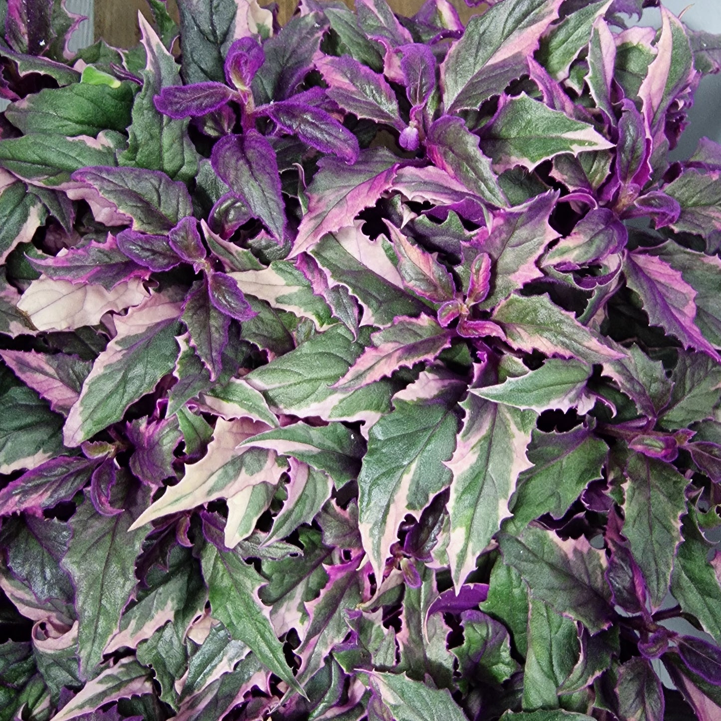 Gynura Variegated – 7cm Pot