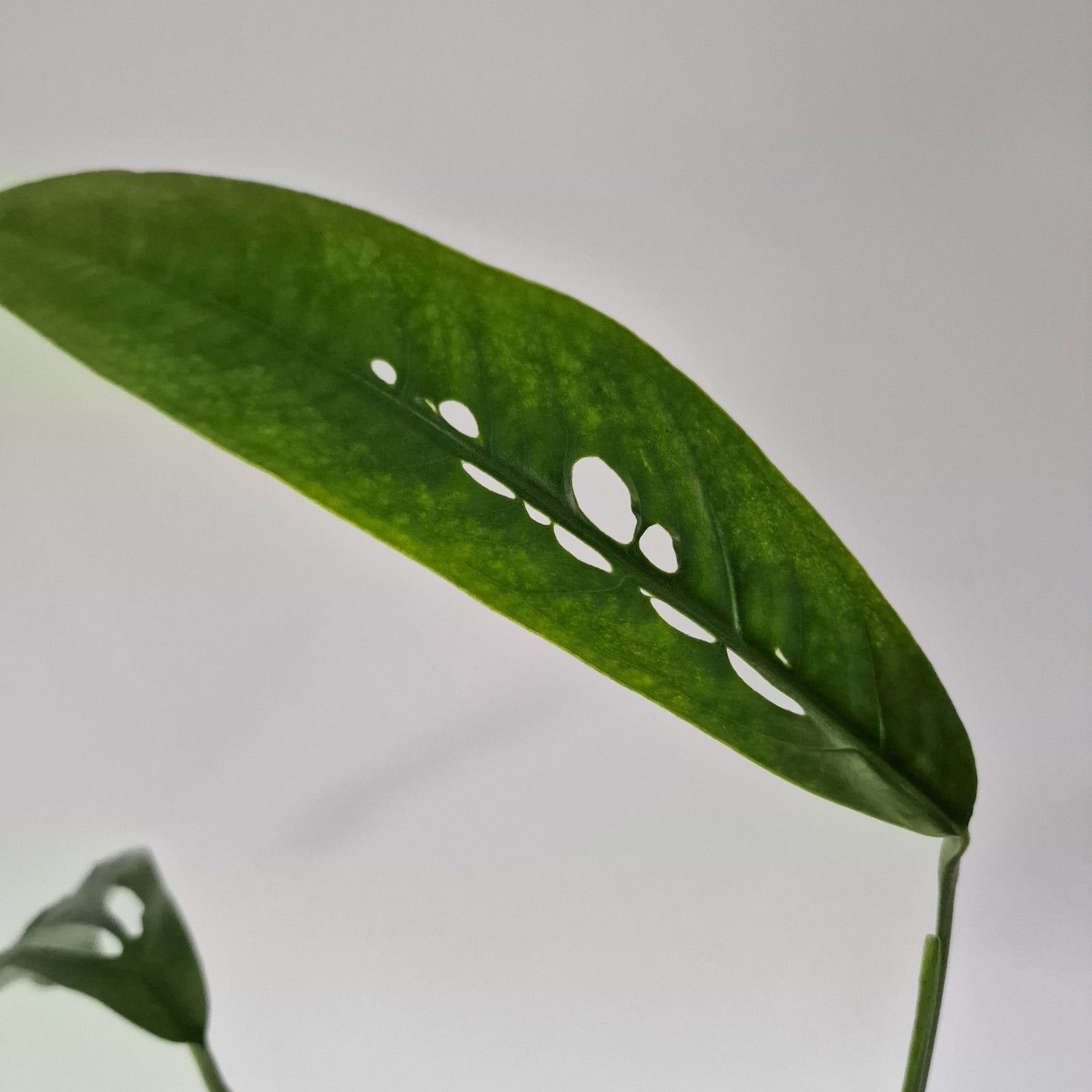 Monstera Obliqua Yasuni Rare Houseplant 9cm pot (2)