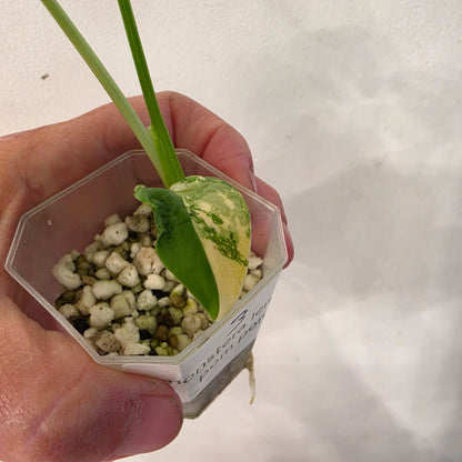 Monstera Lemon Pom Pom – Exact Plant No. 3 - See Description