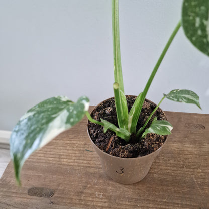 Monstera Thai Constellation Rare Houseplant 8cm pot (3)
