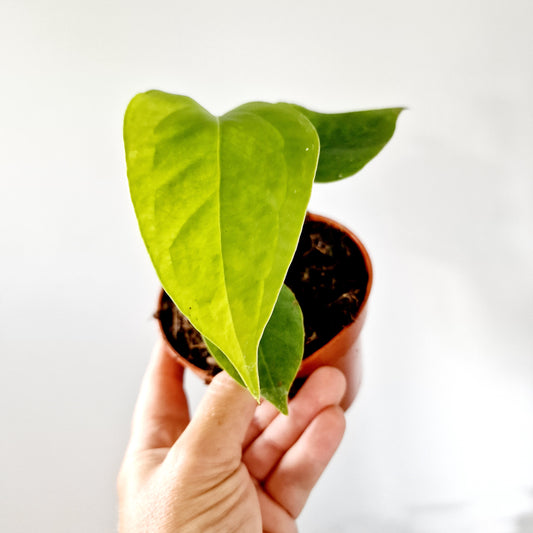 Anthurium Veitchii Houseplant 10.5cm pot (3)