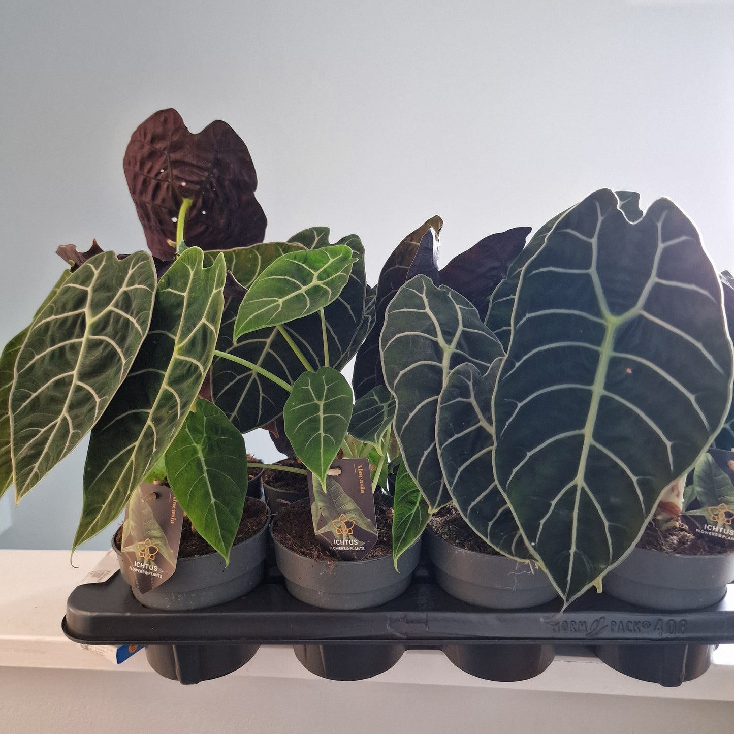 Alocasia Pride of Corup Rare Houseplant 14cm pot