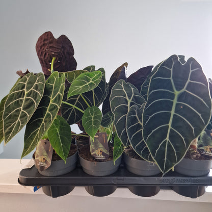 Alocasia Pride of Corup Rare Houseplant 14cm pot