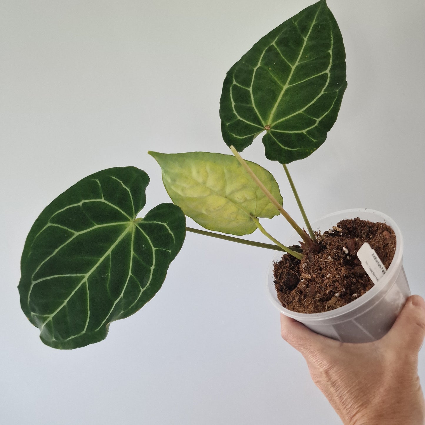 Ecuagenera Rehab Anthurium Fantasy Sky