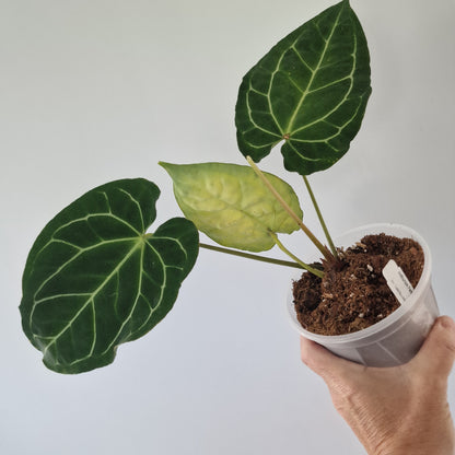 Ecuagenera Rehab Anthurium Fantasy Sky