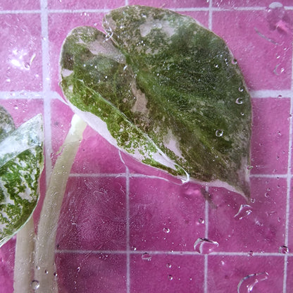 Alocasia Cuprea ‘Nom Yen’ Variegated – Tissue Culture Plant (In Vitro)