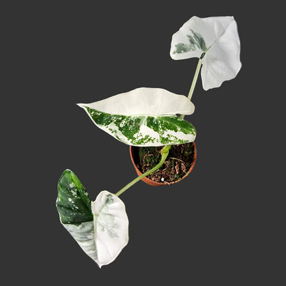 Alocasia Frydek Variegata Rare Houseplant 7cm pot (3)