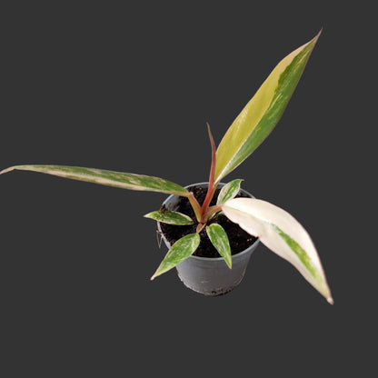 Philodendron Caramel Marble Rare Houseplant 6cm pot (1)