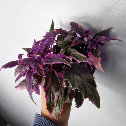 Gynura Variegated – 7cm Pot