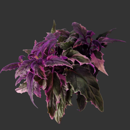 Gynura Variegated – 7cm Pot