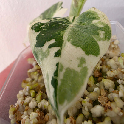 Alocasia longiloba Aurea Variegated #4
