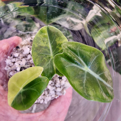 Alocasia Suhirmaniana Aurea Variegation – Exact Plant (2)