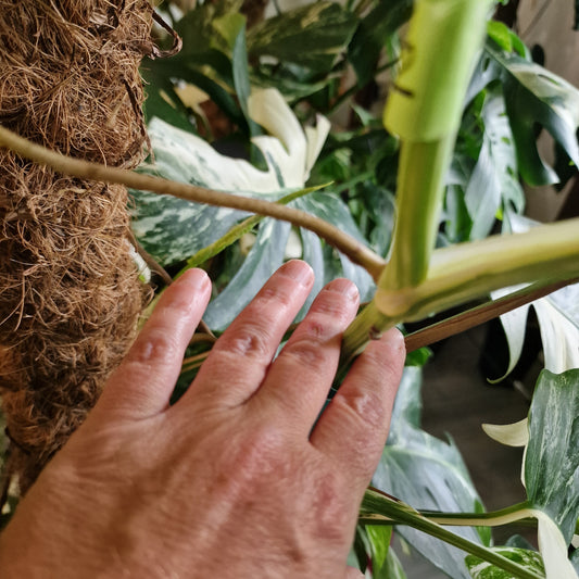 Monstera Albo Middle Cutting with new leaf Highly Variegated (6)