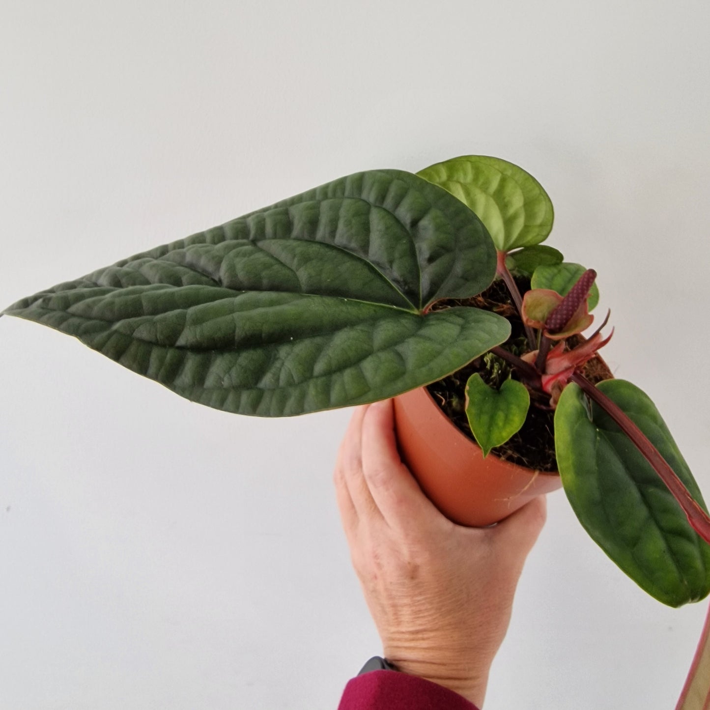 Anthurium Luxurians x Radicans – 12cm Pot