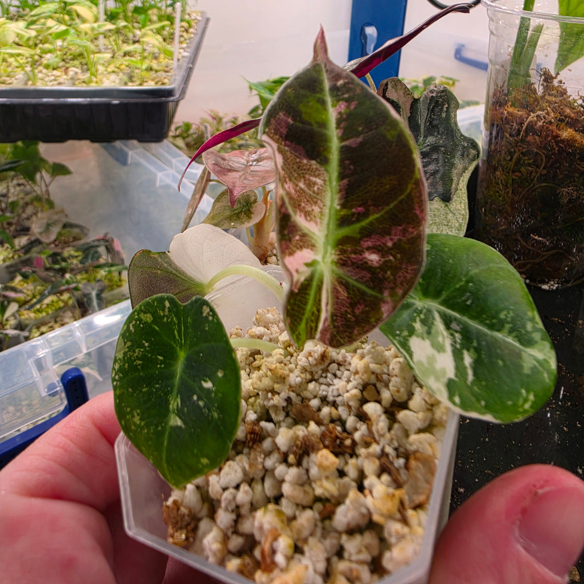 Pink Alocasia Bundle - SEE DESCRIPTION!