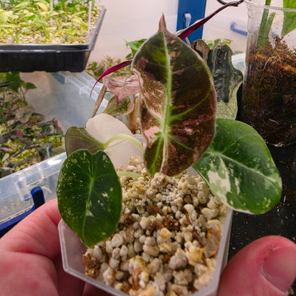 Pink Alocasia Bundle - SEE DESCRIPTION!