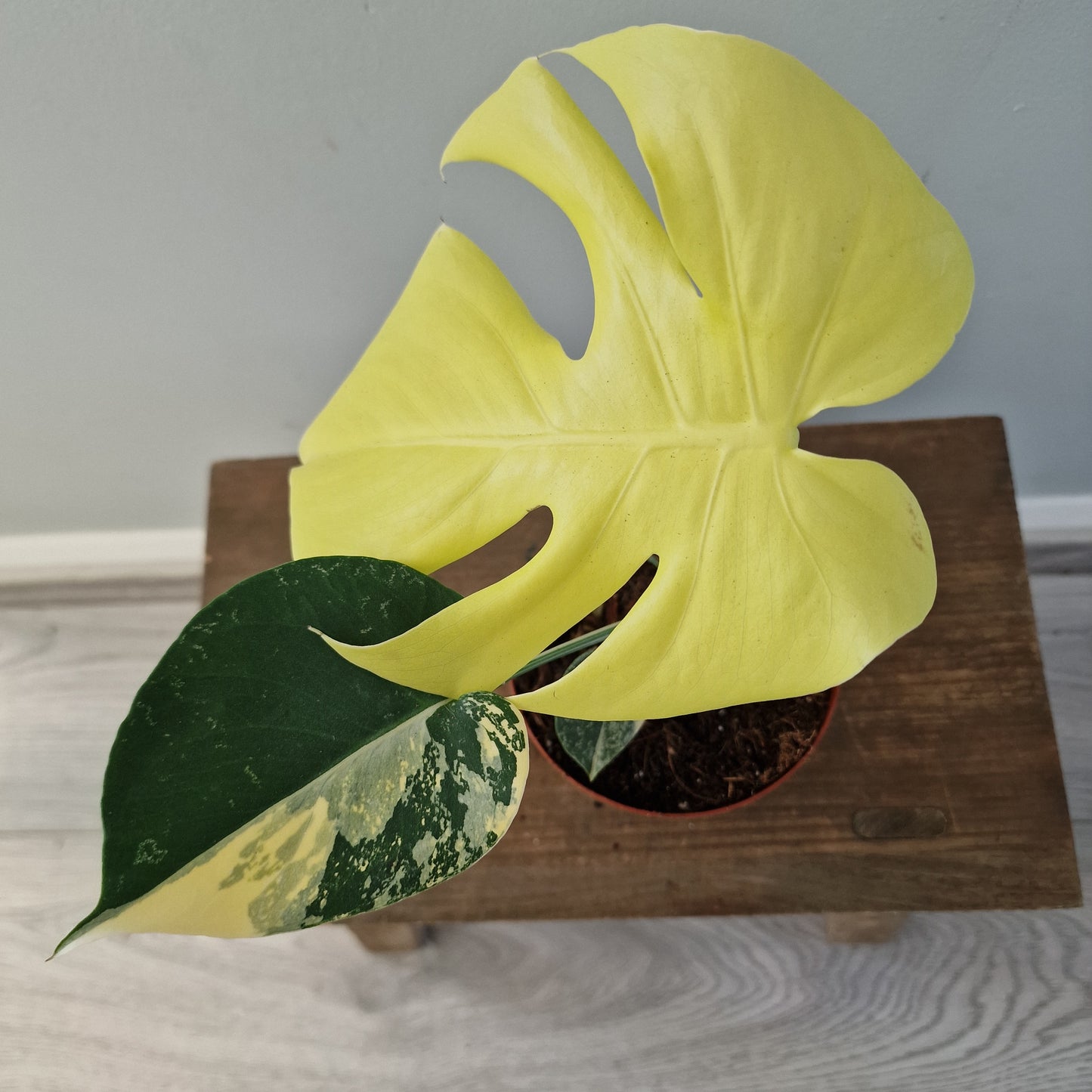 Monstera Deliciosa Aurea – 12cm Pot (#8)