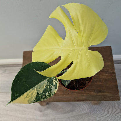 Monstera Deliciosa Aurea – 12cm Pot (#8)