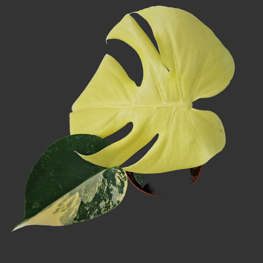 Monstera Deliciosa Aurea – 12cm Pot (#8)