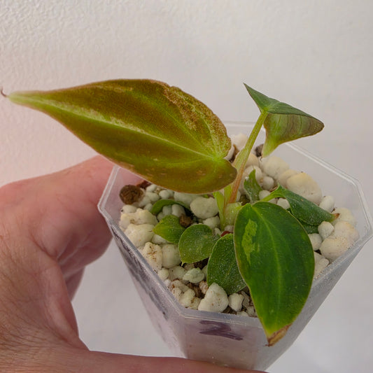 Philodendron Verrucosum Mint Variegata – Exact Plant #2