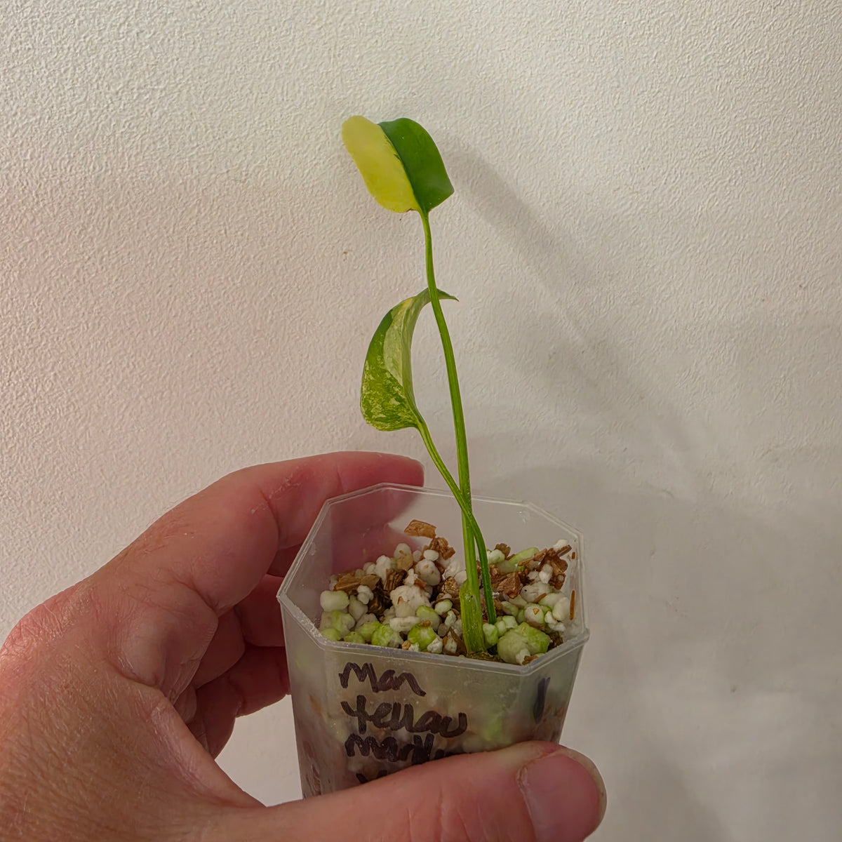 Monstera Yellow Marilyn Variegated – Exact Plant #1