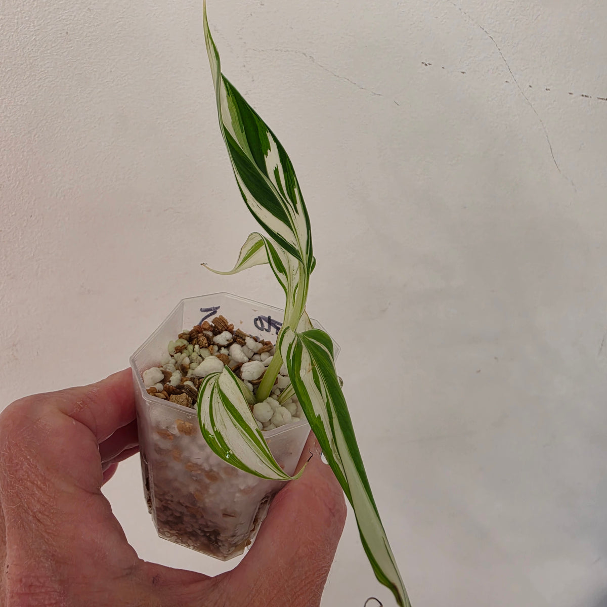 Musa ‘Hawaii’ Variegated – Established | Exact Plant #5