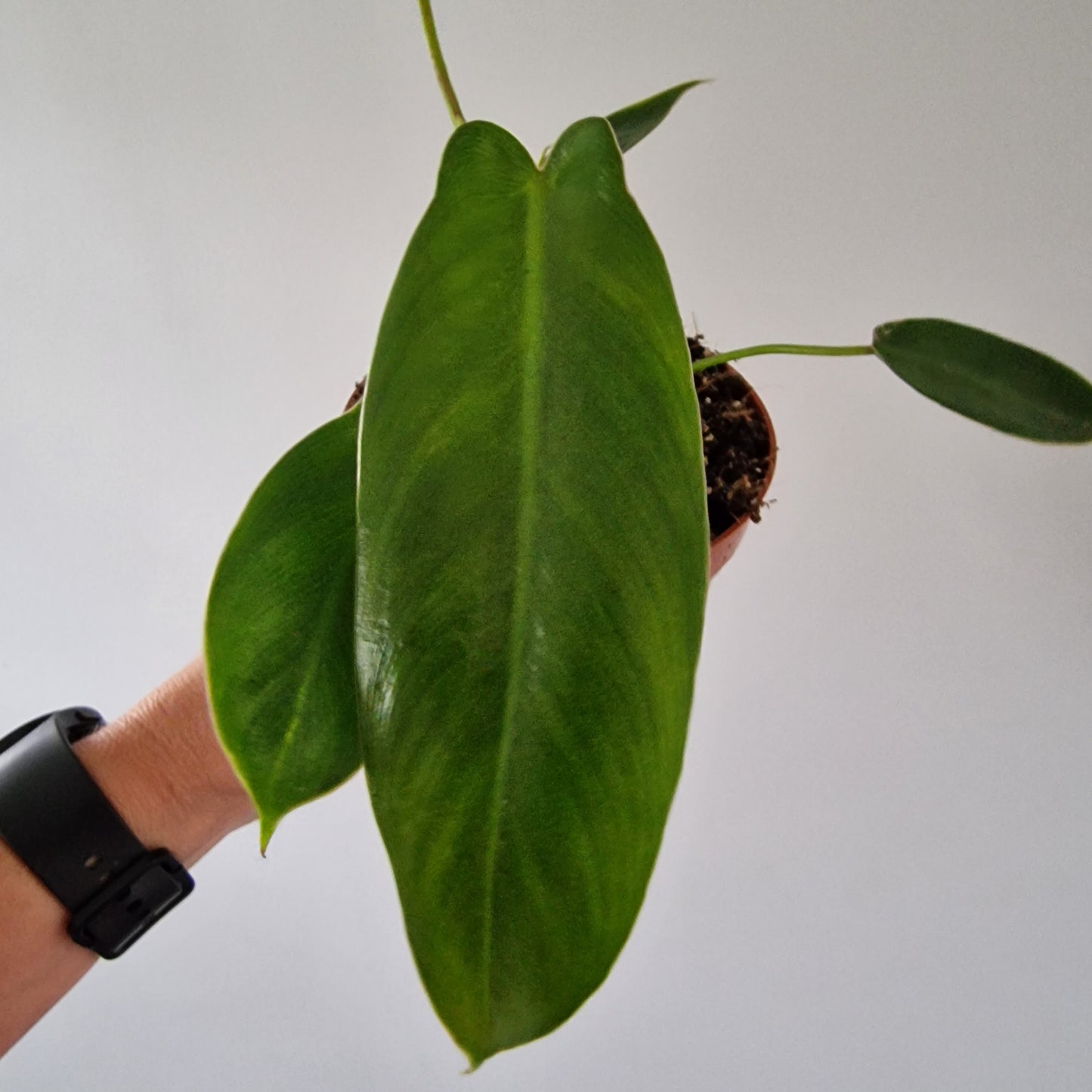 Philodendron Spiritus Sancti – 10.5cm Pot