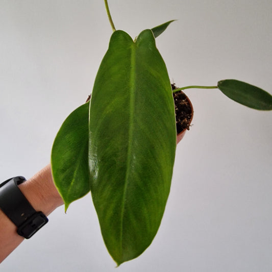 Philodendron Spiritus Sancti – 10.5cm Pot