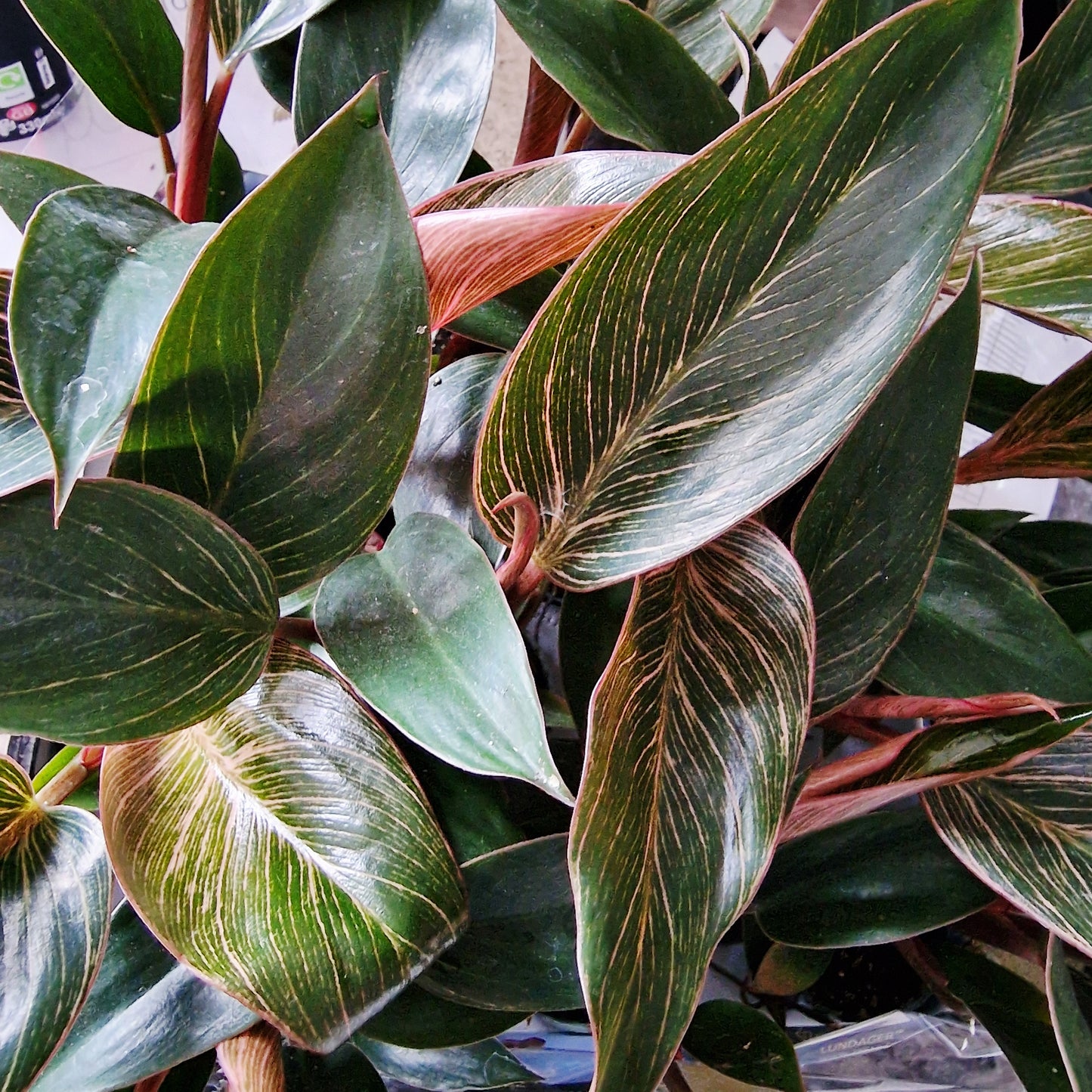 Philodendron Pink Bikini Rare Houseplant 6cm pot