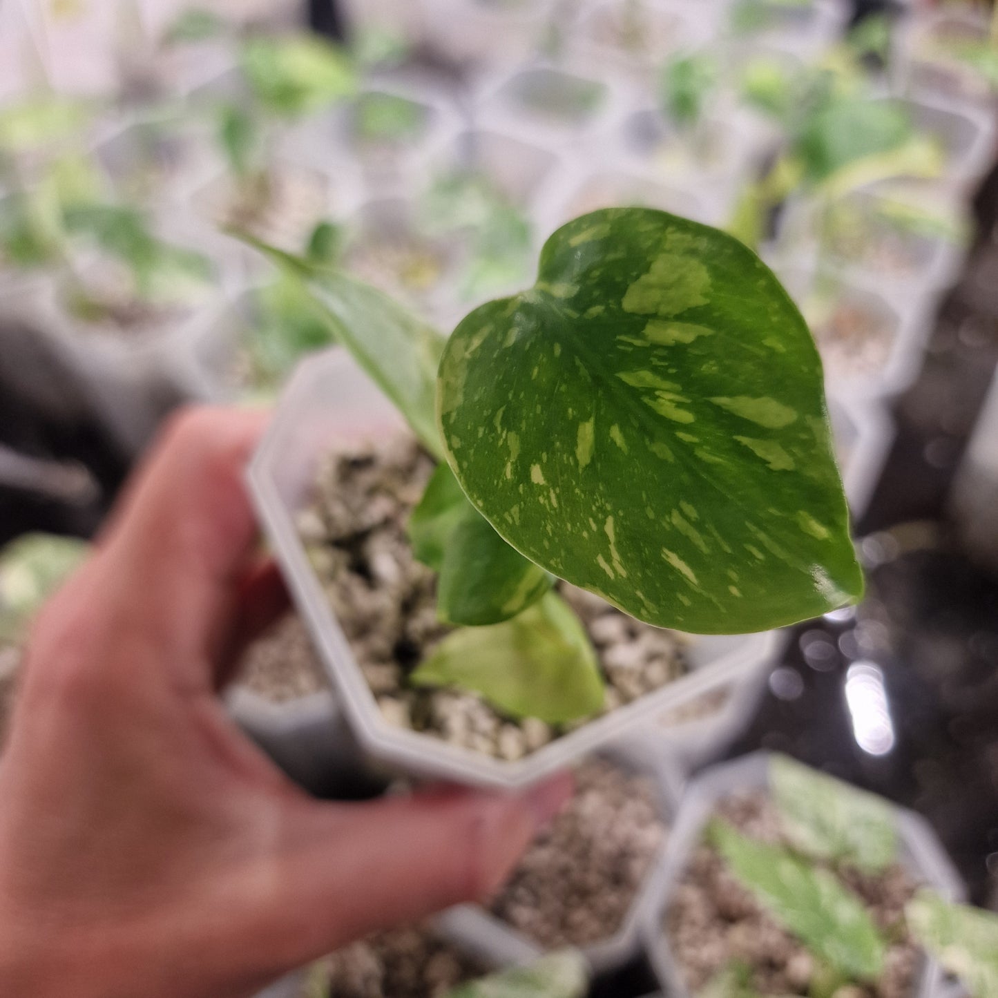 Monstera Electrolight Variegated – Exact Plant (#6)