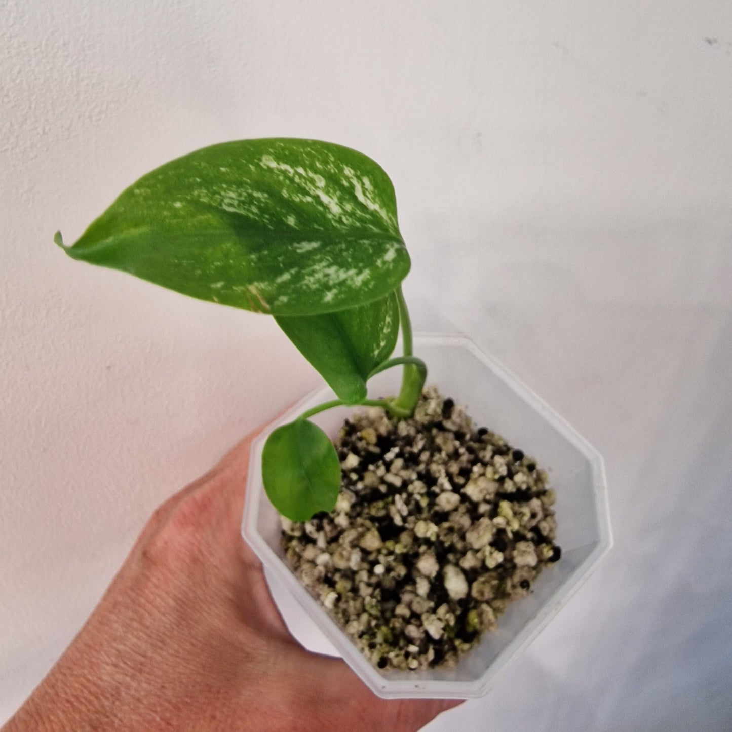 Monstera Devil – Acclimatised TC - Exact Plant (5)