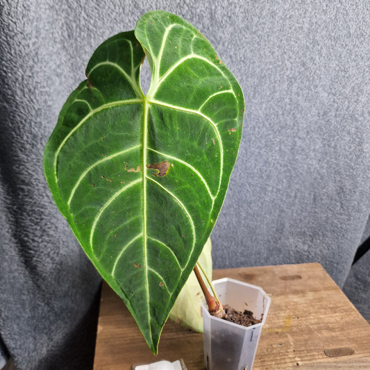 Anthurium Regale Ecuagenera Import (i) worth £35 – Rehab Plant