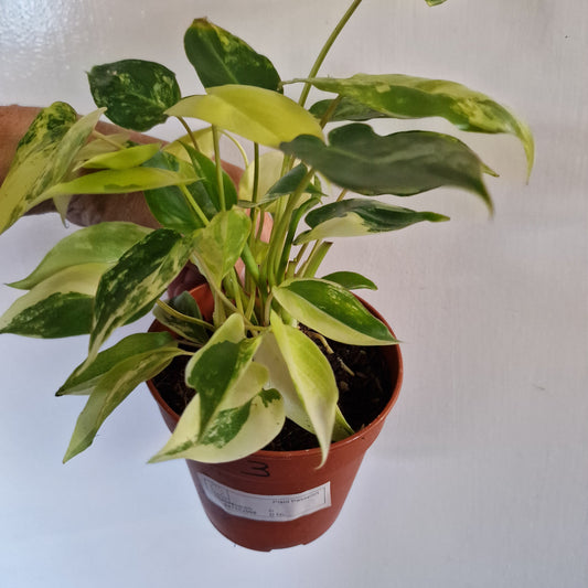 Philodendron Burle Marx Variegata Rare Houseplant 9cm pot (3)