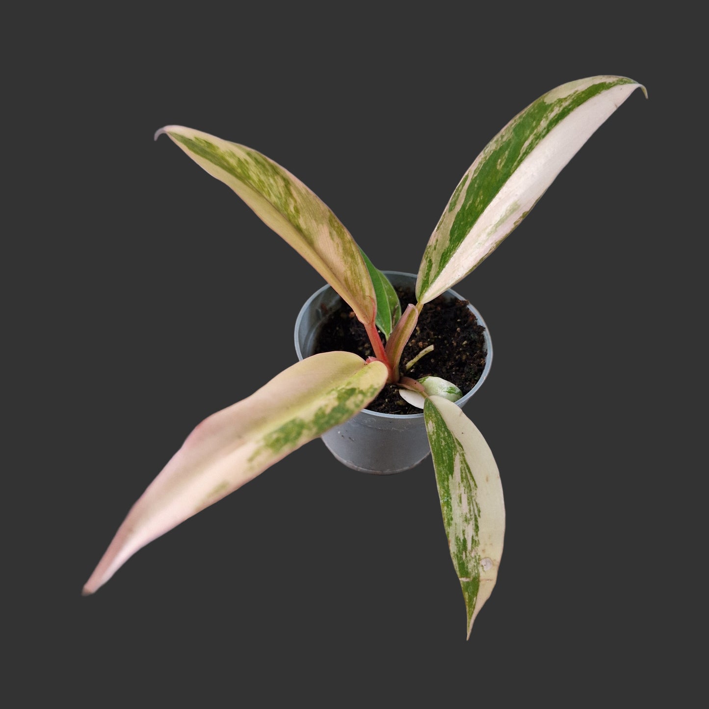 Philodendron Caramel Marble Rare Houseplant 6cm pot (3)