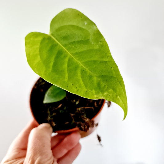 Anthurium Veitchii Houseplant 10.5cm pot (4)