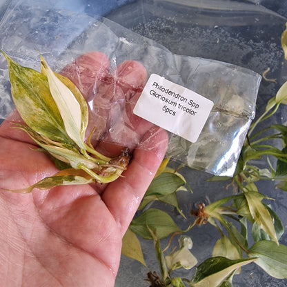 Tissue Culture Plant - Pre-order - please see description