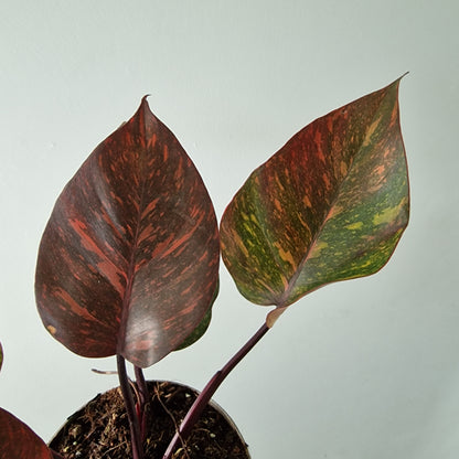 Philodendron Orange Princess – Premium Variegated Selection (#3)