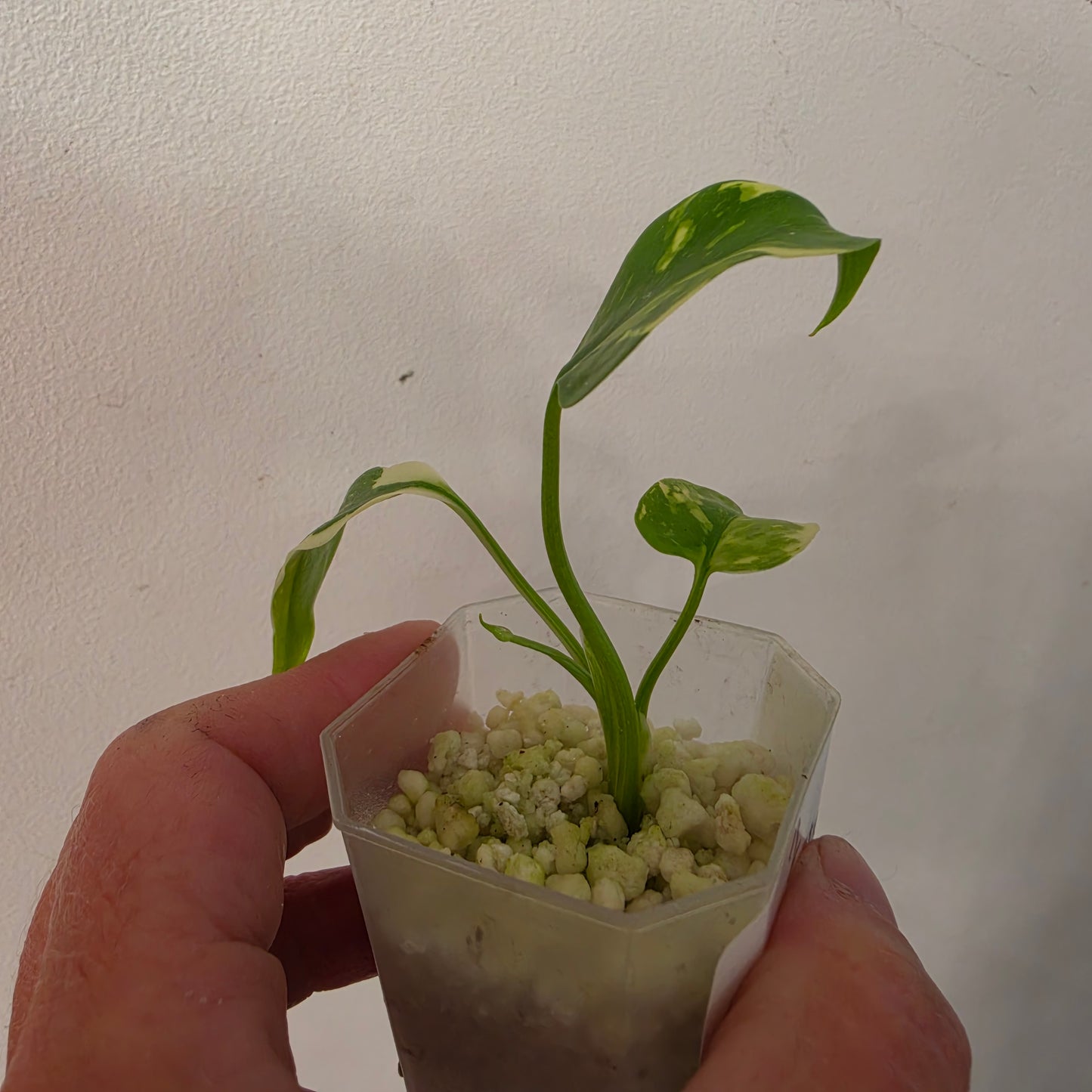 Monstera Electrolight – Exact Plant No. 2  - See Description