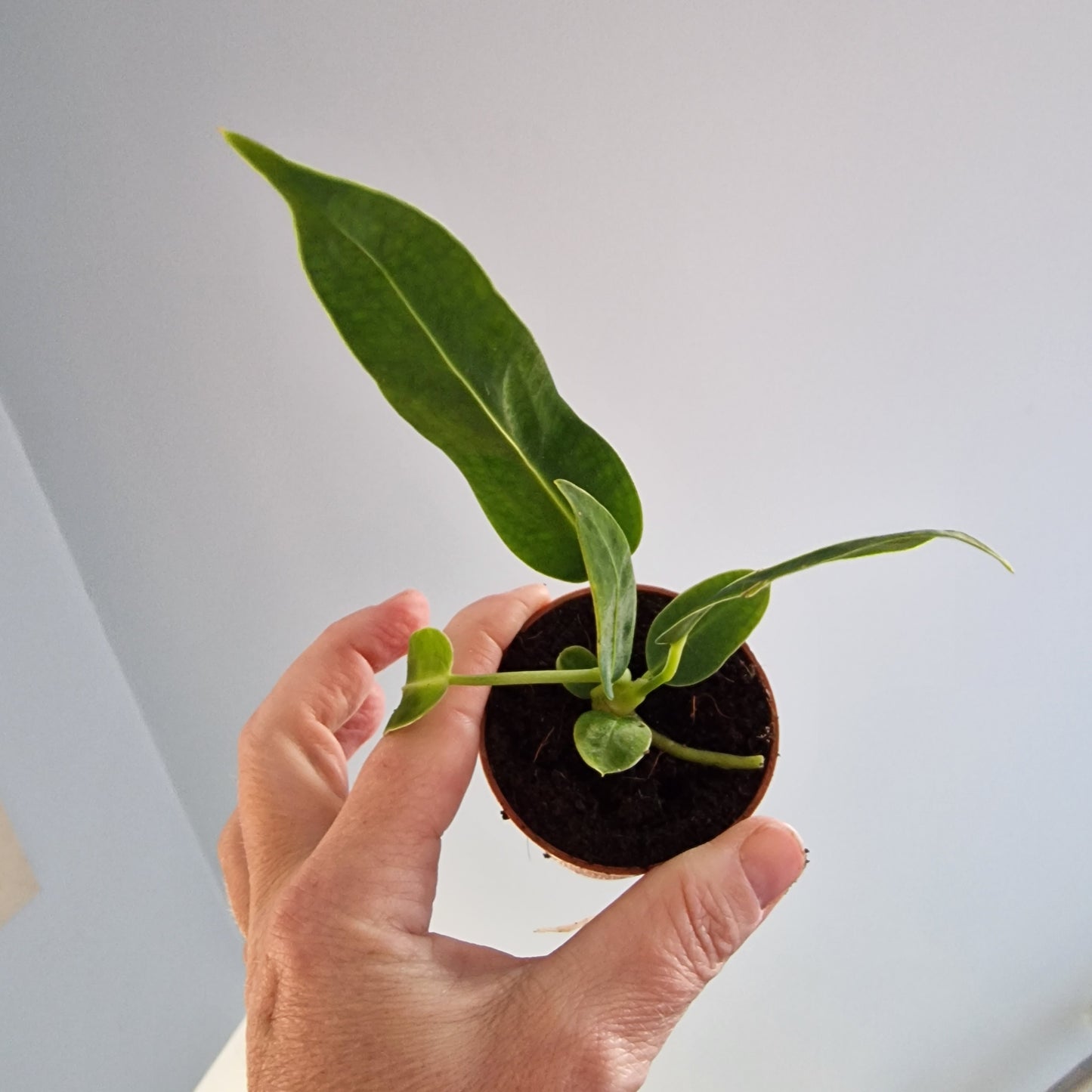 Anthurium Warocqueanum – 6cm Pot