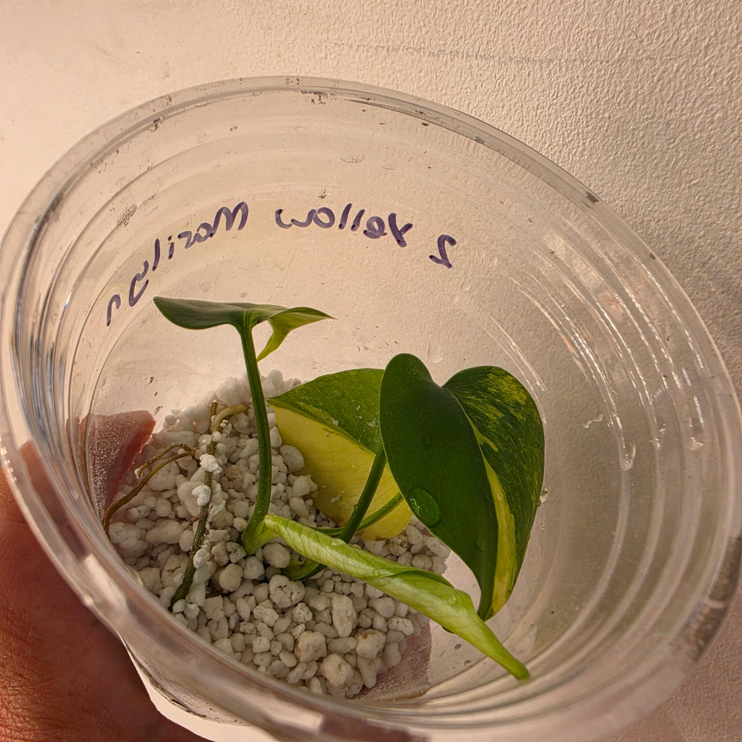 Monstera Yellow Marilyn Variegated – Exact Plant (2) See Description