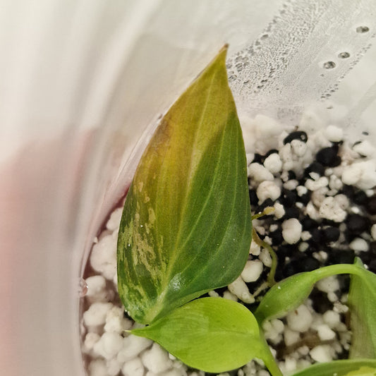 PRE-ORDER – Philodendron Melanochrysum Variegated  – Young Exact TC Plant (#4)