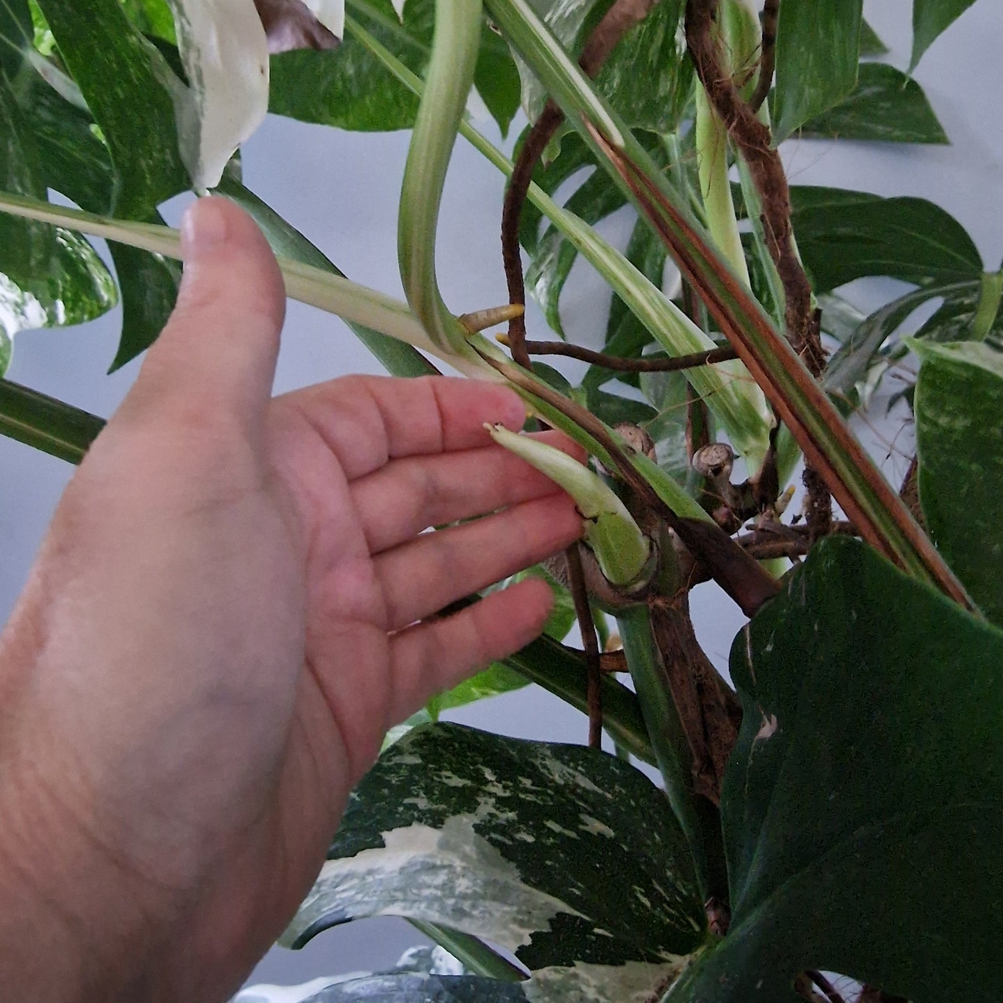 Monstera Albo approx 10 Plants in the 30cm Pot - 130cm tall collection only.