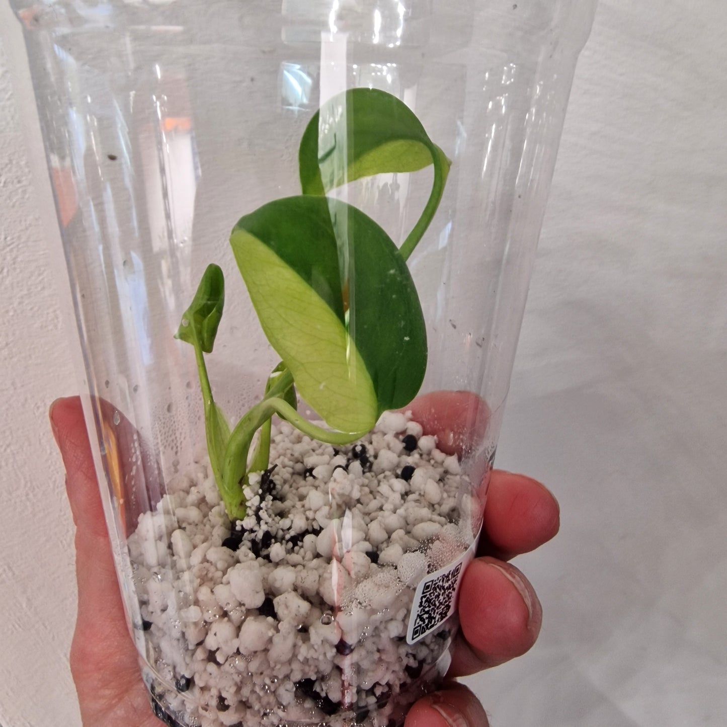 Monstera Electrolight Variegated – Young Plant – Exact Plant #3