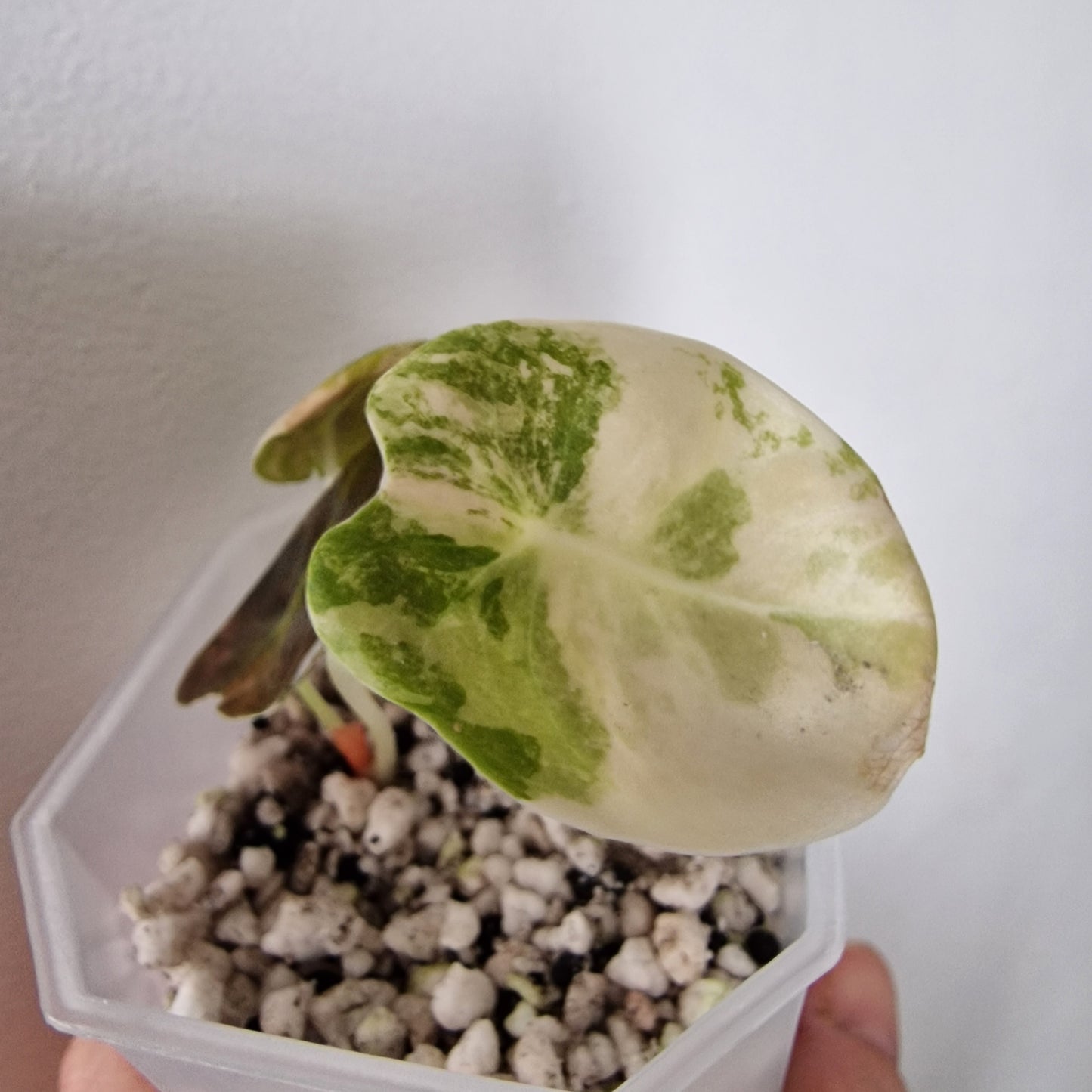 Alocasia Sedenii Variegated – Exact Plant (#4)