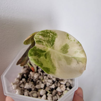 Alocasia Sedenii Variegated – Exact Plant (#4)
