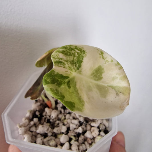 Alocasia Sedenii Variegated – Exact Plant (#4)