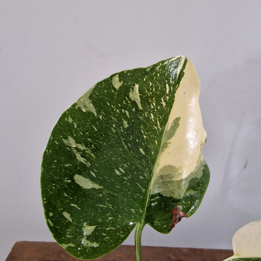 Monstera Thai Constellation Half Moon variegation Rare Houseplant 8cm pot (b)