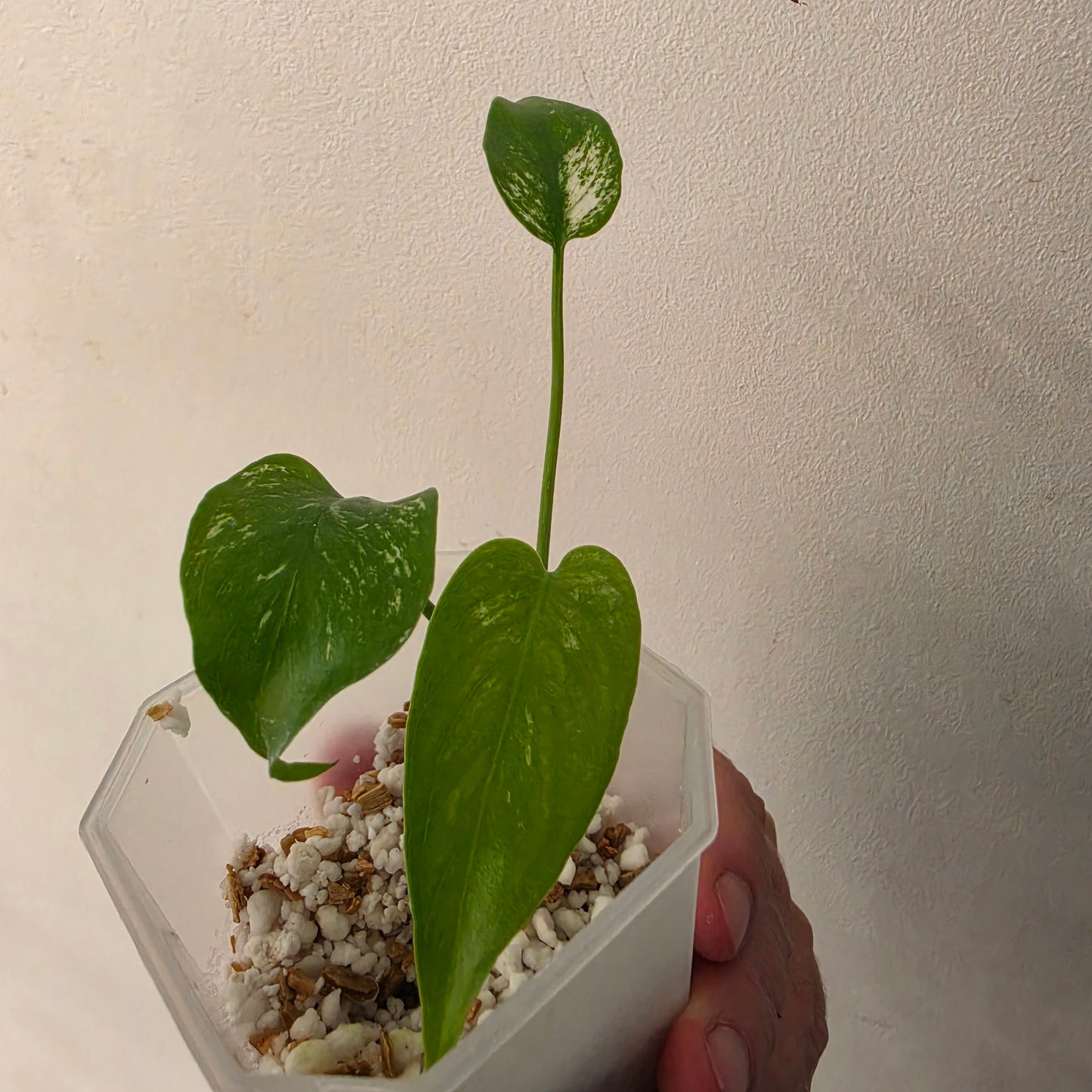 Monstera Devil – Acclimatised TC - Exact Plant (10) See Description