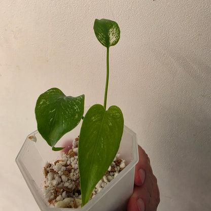 Monstera Devil – Acclimatised TC - Exact Plant (10) See Description