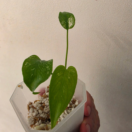 Monstera Devil – Acclimatised TC - Exact Plant (10) See Description